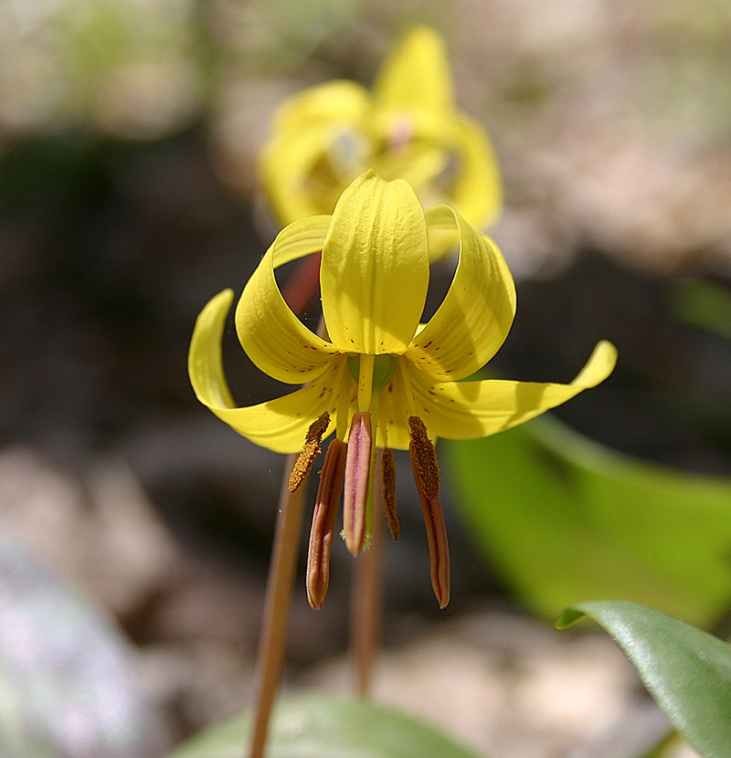 A vibrant trout lily blooms in the forest.