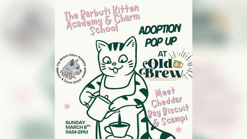 Barbuti Kitten Academy Adoption Pop-Up image