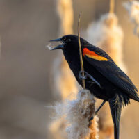 Bird Walk at the Berwick Susquehanna Riverlands image