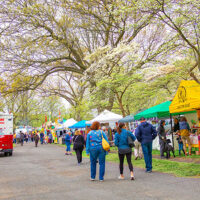 Cherry Blossom Festival at Kirby Park in Wilkes-Barre, PA photo showing festival vendors, blooming trees and crowds along a park pathway.