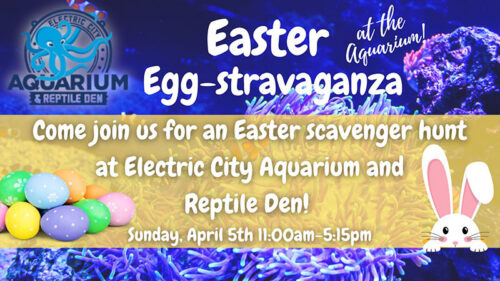 Electric City Aquarium Easter Eggstravaganza image