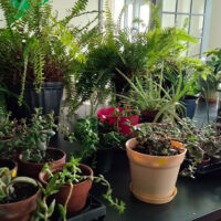 Gather & Grow: Community Plant and Seed Swap image