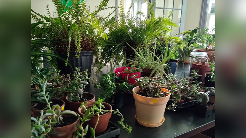 Gather & Grow: Community Plant and Seed Swap image