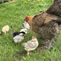 Raising Backyard Chickens image