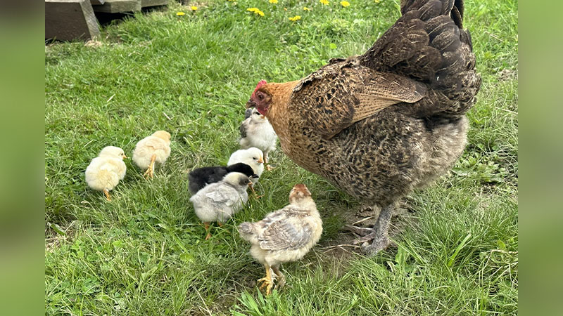 Raising Backyard Chickens image