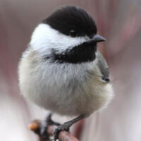 Spring Bird Walks image