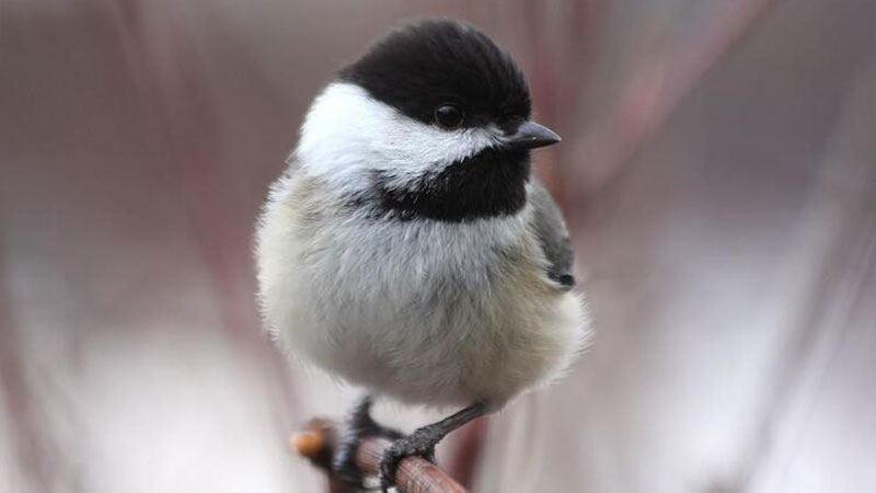 Spring Bird Walks image