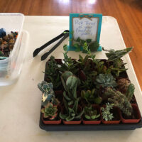 Succulents at the Sanctuary image