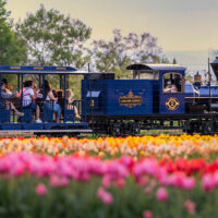 Tulip Festival image