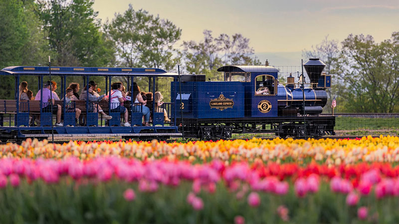 Tulip Festival image