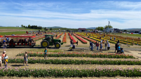 Visitors enjoy a tractor ride through the tulips at Brown Hill Farms in Tunkhannock, PA.