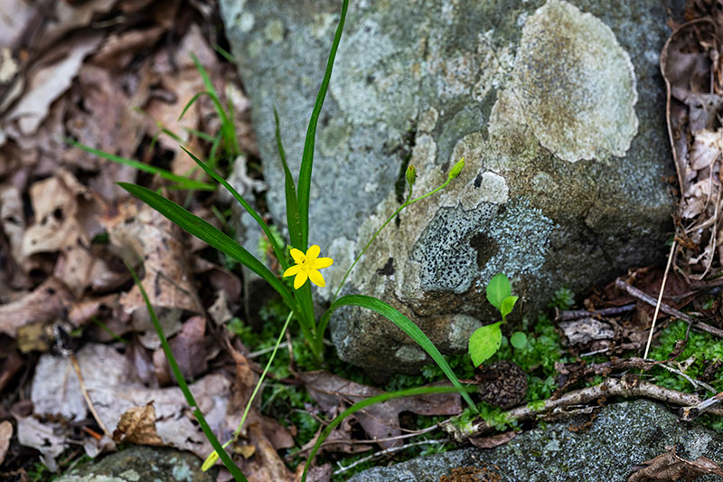 A view of some of the first Yellowstar Grass peeking out from the thick leaf litter at the George and Lillian Picton Wildlife Sanctuary in Forest Twp., PA.