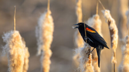 A red wing blackbird rests on a branch alongside the Susquehanna RIver.