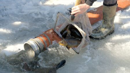 Trout Stocking with PA Fish and Boat Commission image