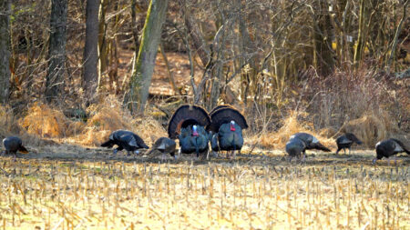 Turkey Calling with Hunter Wallis image