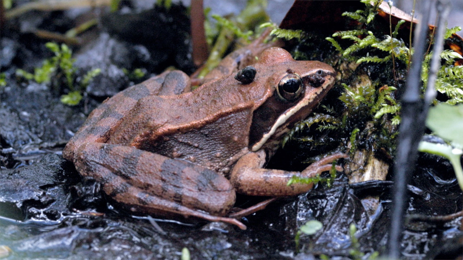 Vernal Pool Exploration with Roger Spotts Image