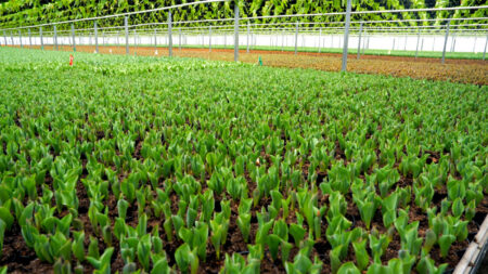 van Hoekelen Greenhouses Inc. image