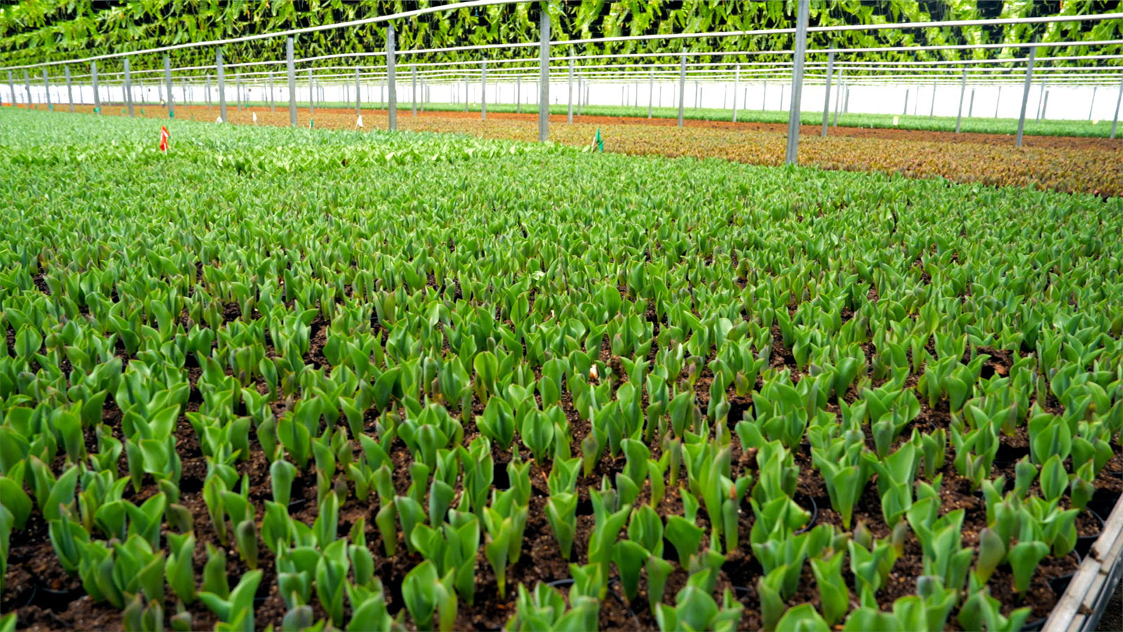 van Hoekelen Greenhouses Inc. Image