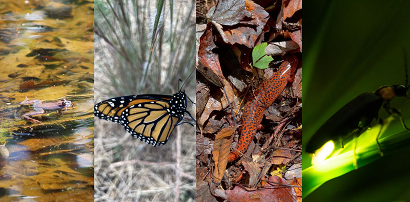 A collage of species featuring a monarch butterfly, a red spotted salamander and a lightning bug.